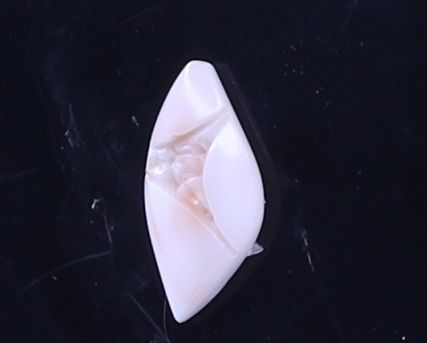 product-details