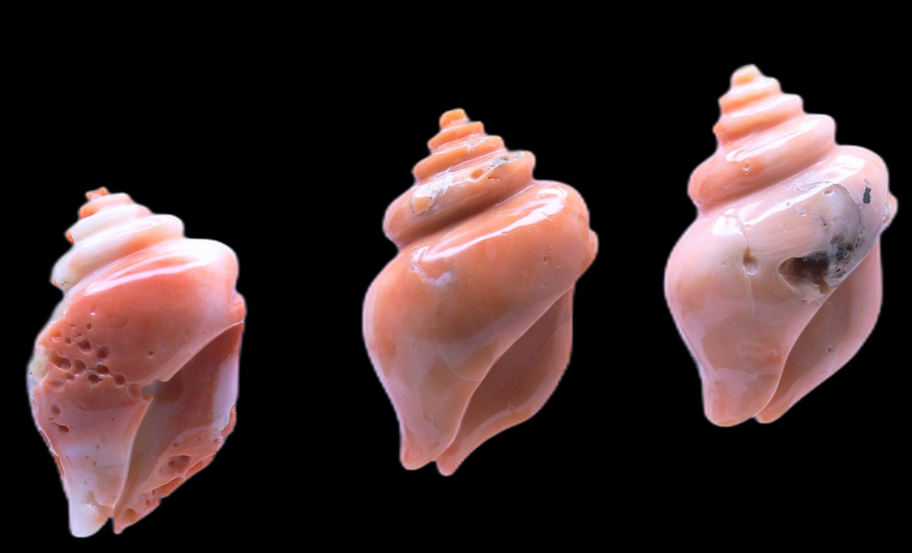 Coral Sea Sheel