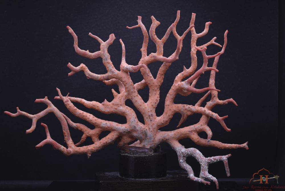Sardinia Coral Tree