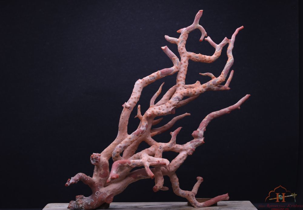 Sardinia Coral Tree
