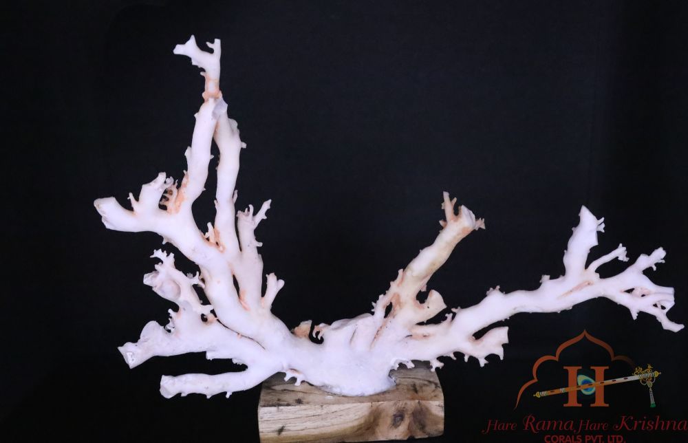 White Coral Tree