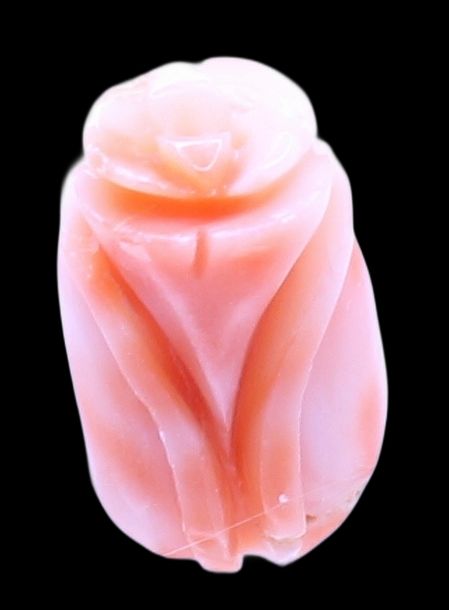 Pink Tulip