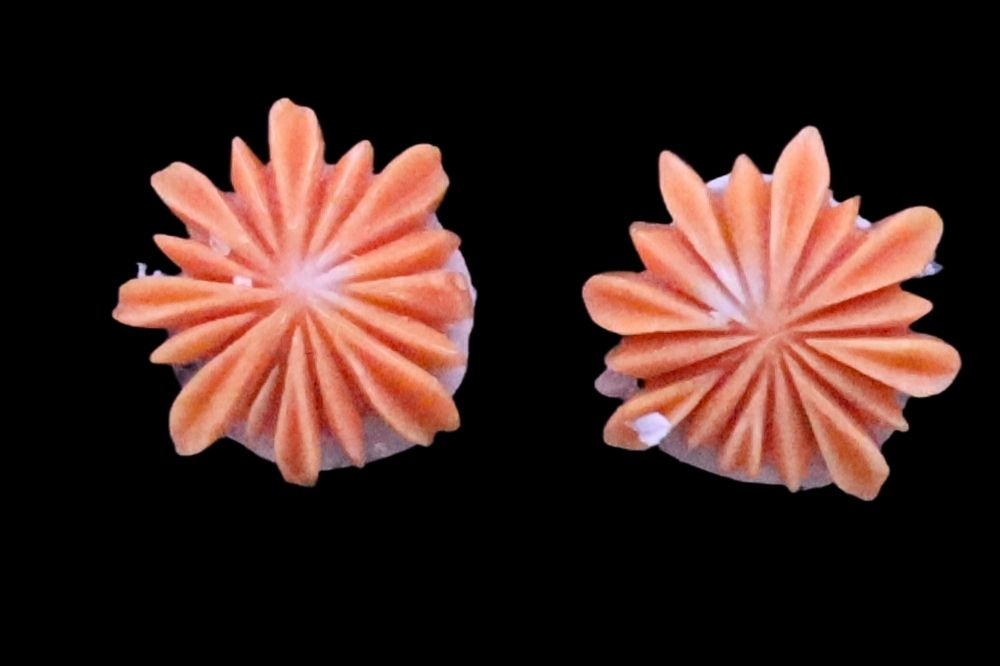 Momo Coral Flower