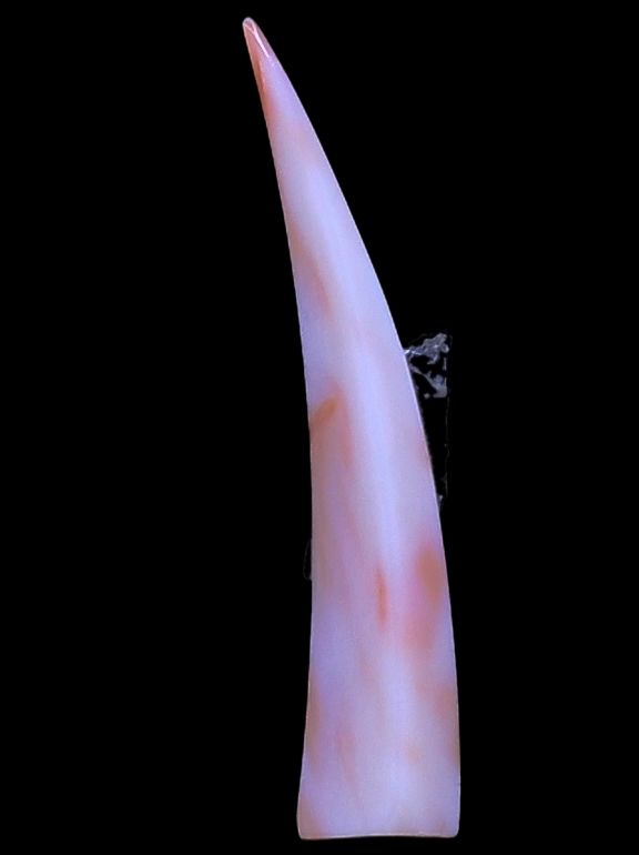 Elephant Tusk