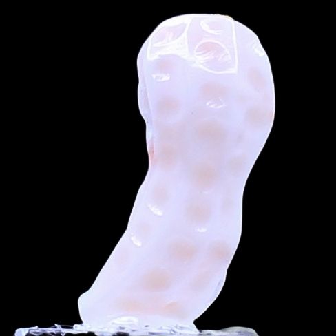 Peanut