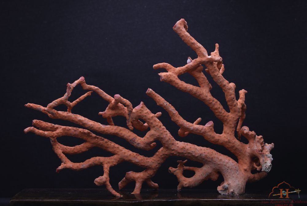 Sardinia Coral
